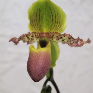 Paphiopedilum Pinocchio