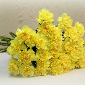 Neilikkakimppu 12