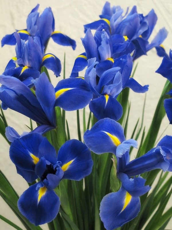 Iiris