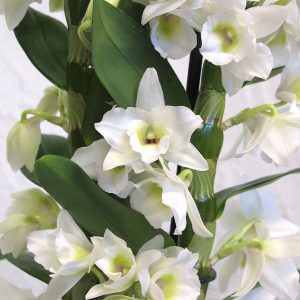 Dendrobium Spring Dream 'Apollon'