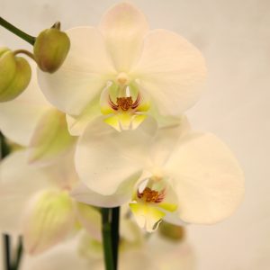 Phalaenopsis 4-vanainen
